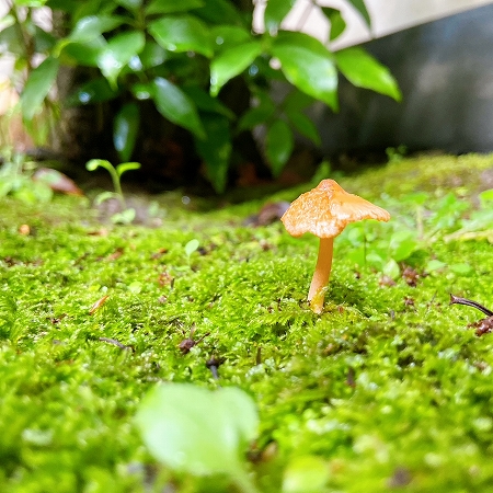 きのこ1.jpg