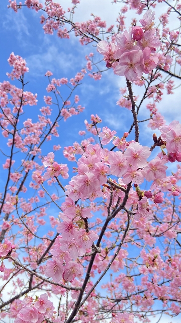 河津桜アップ.jpg