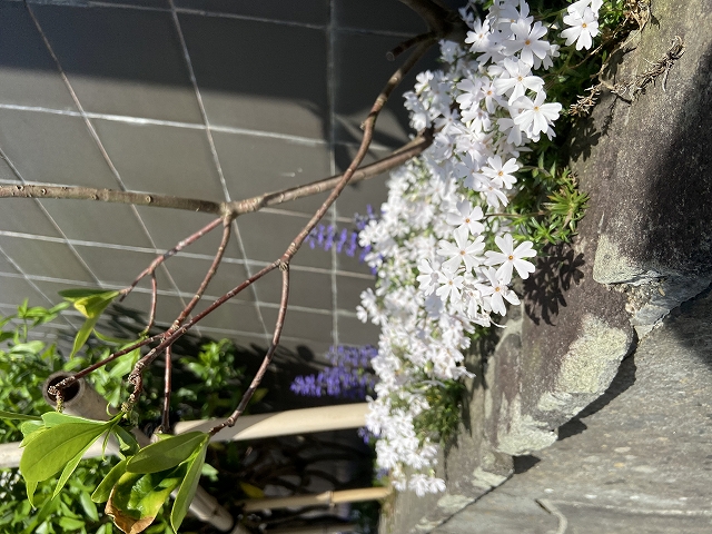 芝桜（白）.jpg