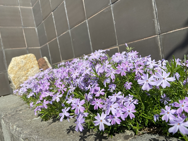 芝桜（紫）.jpg