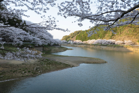 有田近隣の桜 満開 （庭木ダム）